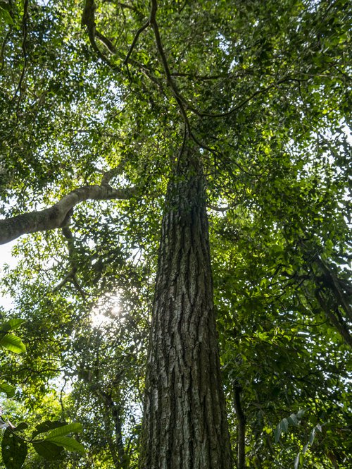 Bosque Atlantico - 0047.jpg