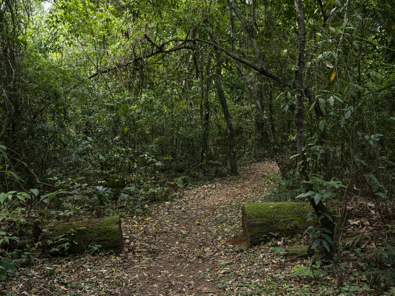 Bosque Atlantico - 0053.jpg