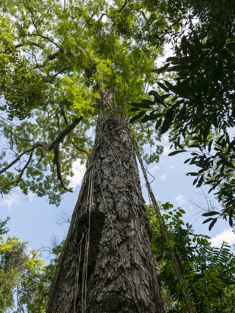 Bosque Atlantico - 0059.jpg