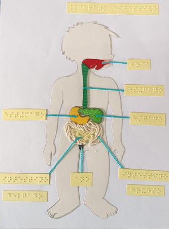 Descripción de imagen: gráfico del aparato digestivo con referencias en braille