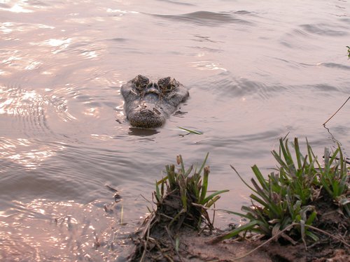 Yacaré en el agua